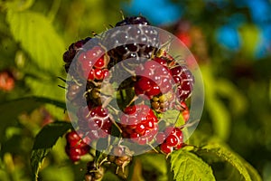 My Rasberries