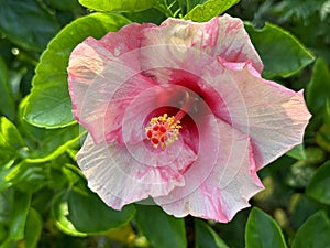 My roof garden has beautiful hibiscus flowers, Juba, Joba flower, Juba Ful, Joba ful.