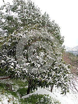My snowwhite beautiful tree
