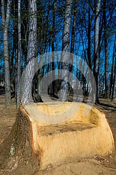 My space in nature: big wooden bench from a tree t