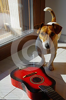 A small Jack Russell Terrier near a guitar loves music. photo