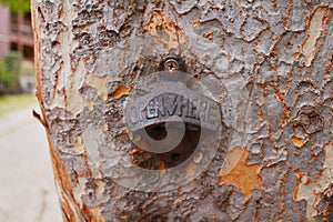 Bottle Opener On My Tree photo