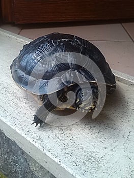 My turtle