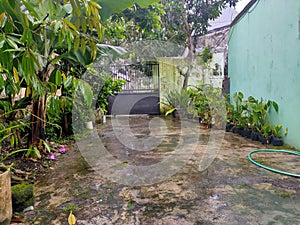 My wet garden