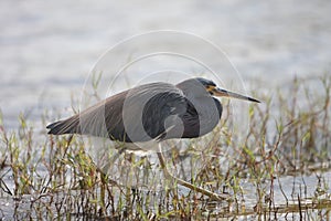 Myakka Heron