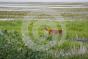 Myakka River Deer #1