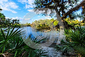 Myakka River Jelks Preserve Venice Florida photo