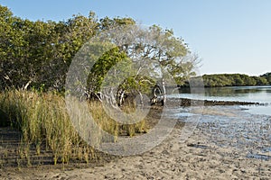 Myall Lakes wetland in Australia