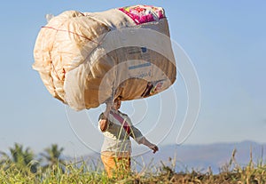 Woman carrying big load on her head walking in filed, Inle Myanmar