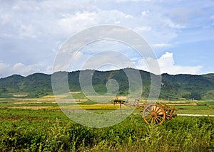 Myanmar landscape and horse wagon