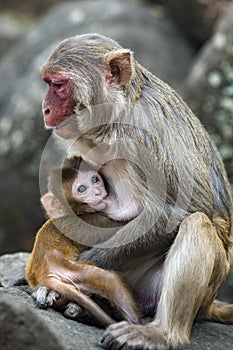 Myanmar - Popa mount