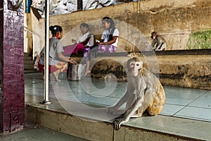 Myanmar - Popa mount