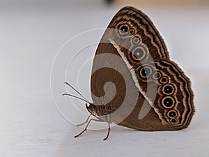 Mycalesis Mineus Butterfly, the dark-brand bush brown, is a species of satyrine butterfly found in Asia.