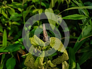 Mycalesis visala, is a species of satyrine butterfly found in south Asia. It might include the Tamil bushbrown as a subspecies