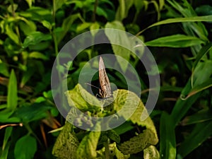 Mycalesis visala, is a species of satyrine butterfly found in south Asia. It might include the Tamil bushbrown as a subspecies