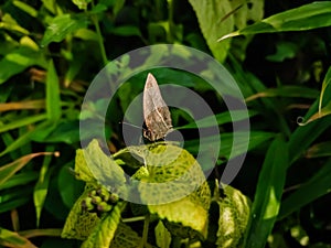 Mycalesis visala, is a species of satyrine butterfly found in south Asia. It might include the Tamil bushbrown as a subspecies