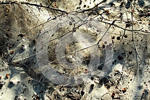 Mycelia of typhula blight, or snow mold