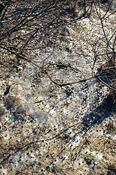 Mycelia of typhula blight, or snow mold