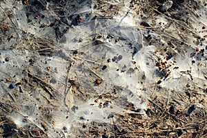 Mycelia of typhula blight, or snow mold photo