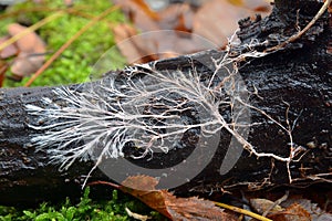 Mycelial cord, rizomorph