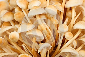 Mycelium of beautiful fresh honey mushrooms close-up