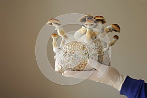 Mycelium block of psilocybin psychedelic mushrooms Golden Teacher. Grower man with Psilocybe Cubensis mushrooms