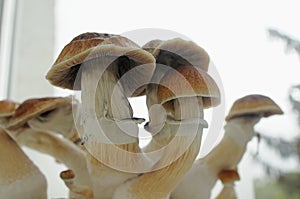 Mycelium block of psilocybin psychedelic mushrooms Golden Teacher. Home growing