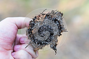 Mycelium of fungi in the forest, the natural development of mycelium in the forest biosphere