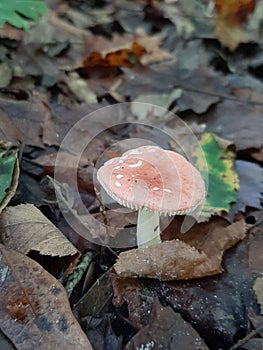 Mycelium mini