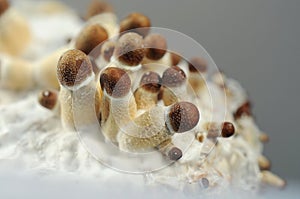 Mycelium of psilocybin psychedelic mushrooms Golden Teacher. Macro view, close-up