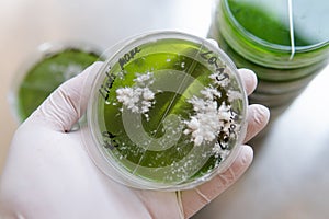 Mycelium selection, cultivation and reservation of mushrooms under laboratory conditions. Medical functional fungi in the modern