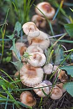 Mycelium of small French honey agarics growing in a row in a meadow in the grass,close-up