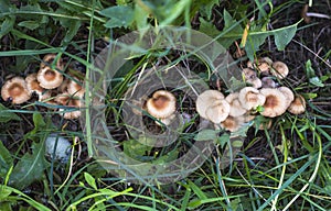 Mycelium of small French honey agarics growing in a row in a meadow in the grass,top view