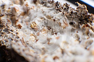 Mycelium on wheat of Psilocybe cubensis. Fusarium euwallaceae. Macro mycelium on wheat. Psilocybe cubensis Mushroom