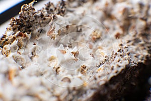 Mycelium on wheat of Psilocybe cubensis. Psilocybe cubensis Macro mycelium on wheat. Mycelium fungus. Fusarium euwallaceae. Macro