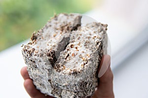 Mycelium on wheat of Psilocybe cubensis. Psilocybe cubensis Macro mycelium on wheat. Psilocybe cubensis