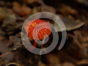 Mycena acicula, commonly known as the orange bonnet, or the coral spring Mycena, Mycenaceae