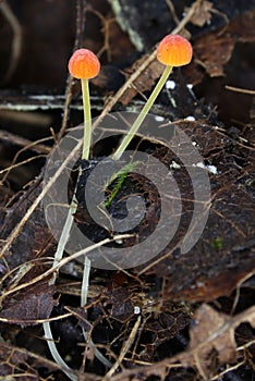 Mycena acicula Mushrooms