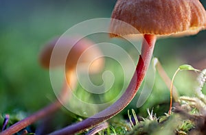 Mycena acicula or orange bonnet mushroom
