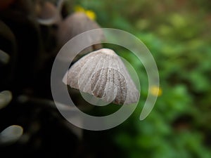 Mycena aetites, commonly known as the drab bonnet, Mycenaceae