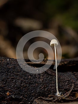 Mycena or Bonnet Fungus Plus Two