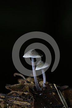 Mycena cinerella, commonly known as the mealy bonnet, is an inedible species of mushroom in the family Mycenaceae