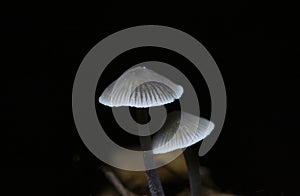 Mycena cinerella, commonly known as the mealy bonnet, is an inedible species of mushroom in the family Mycenaceae