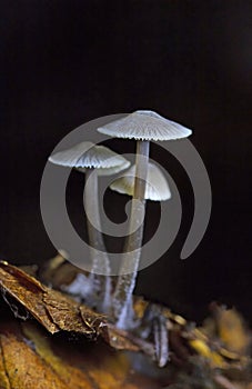 Mycena cinerella, commonly known as the mealy bonnet, is an inedible species of mushroom in the family Mycenaceae
