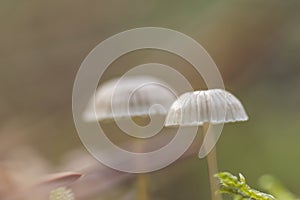 Mycena cinerella mushroom close up