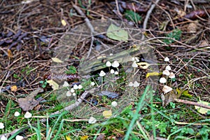 Mycena epipterygia - Stretchy helmet in the forest of Schoeneck in the Saxonian Vogtland