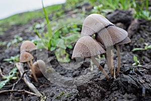 Mycena galericulata or common bonnet mushroom