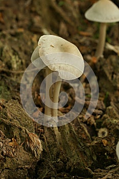 Mycena Galericulata Mushroom