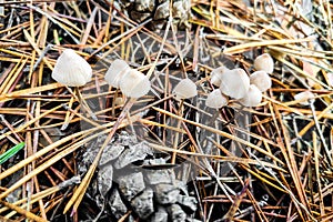 Mycena galericulata mushroom close-up.
