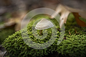 Mycena galericulata mushroom commonly known as common bonnet, toque mycena, common mycena or the rosy-gill fairy helmet